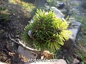 wbgarden dwarf conifers 20
